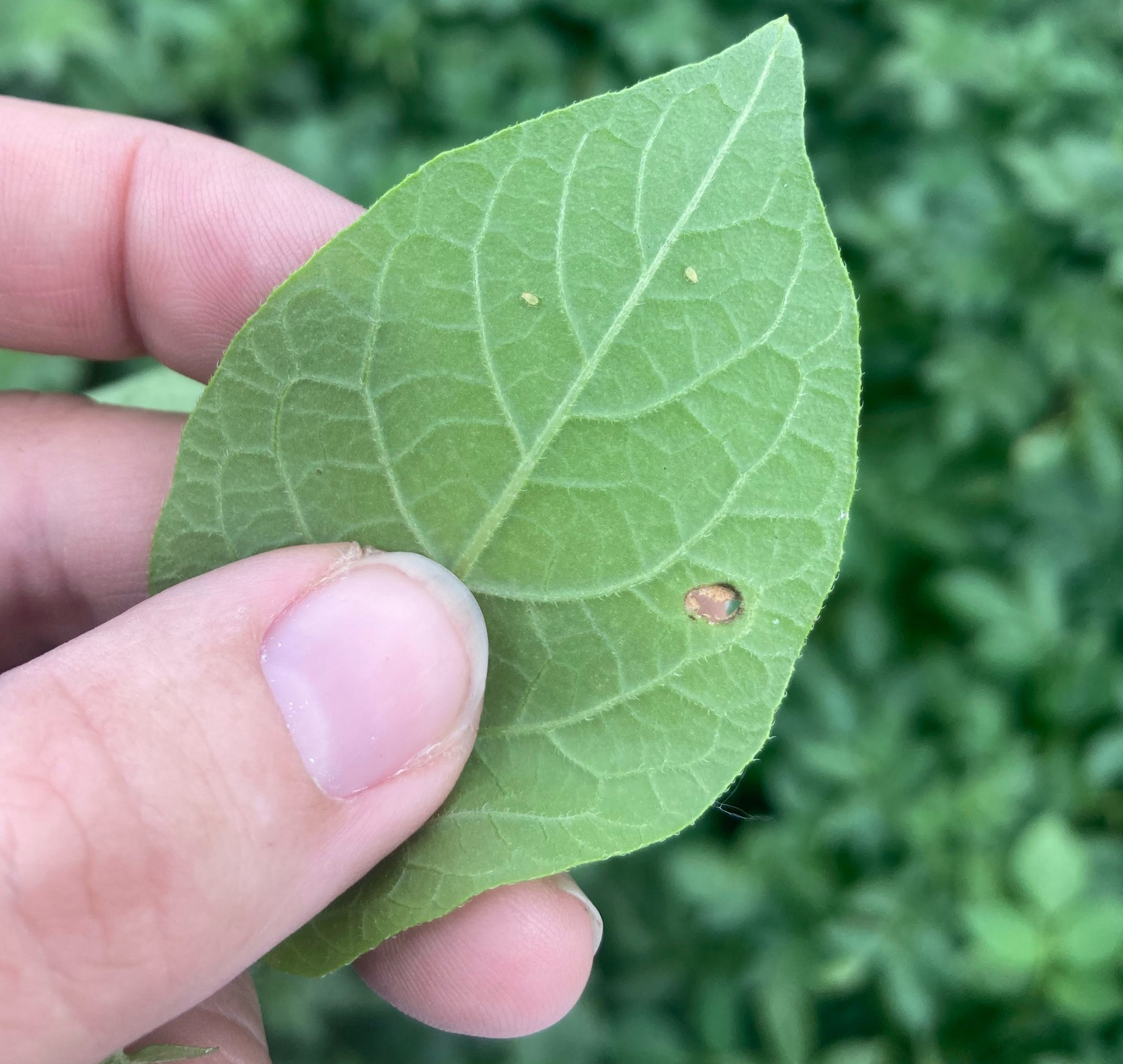 A small aphid on a potato leaf.
